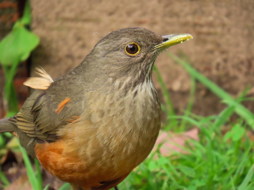 Do dado &agrave; a&ccedil;&atilde;o: traduzindo engajamento em metas e comportamentos